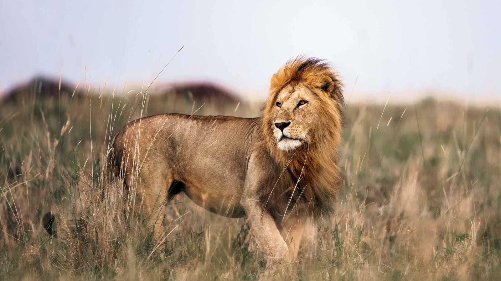 أسد يقتحم منزلا ويثير ذعر ساكنيه في كاليفورنيا (فيديو)