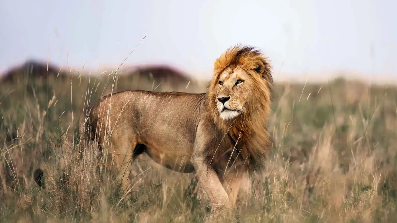 الملك "المتقاعس".. حتى الأسود تهرب من الأعباء الأسرية (فيديو)