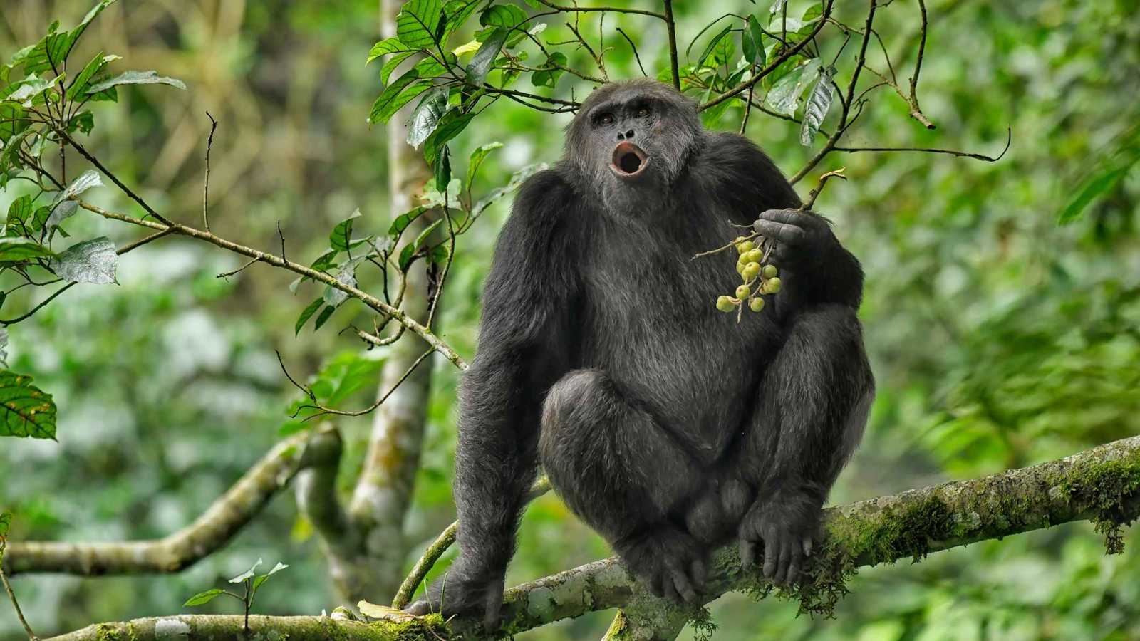 "الشمبانزي" يفسر سلوكيات المراهقين الخطرة لدى البشر