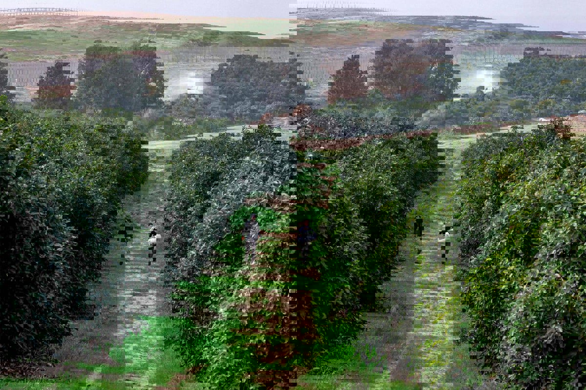 ردا على نقص العمالة.. فرنسيون يتطوعون إلى إسرائيل