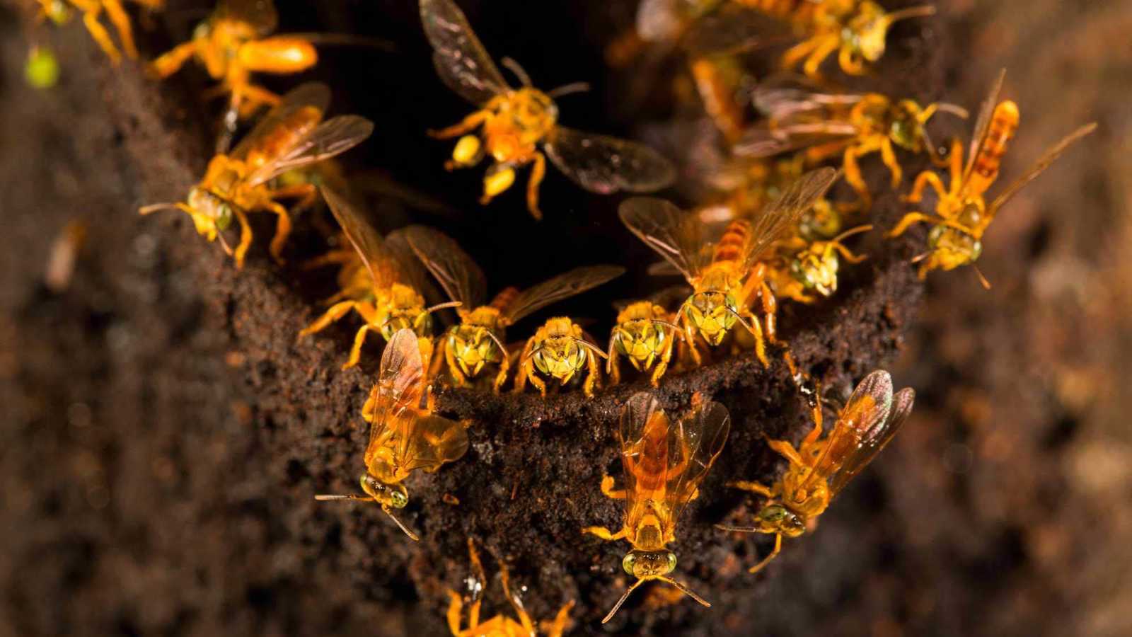 نحل "نادر" عديم اللسع في الأمازون يكتسب حقوق قانونية للبقاء