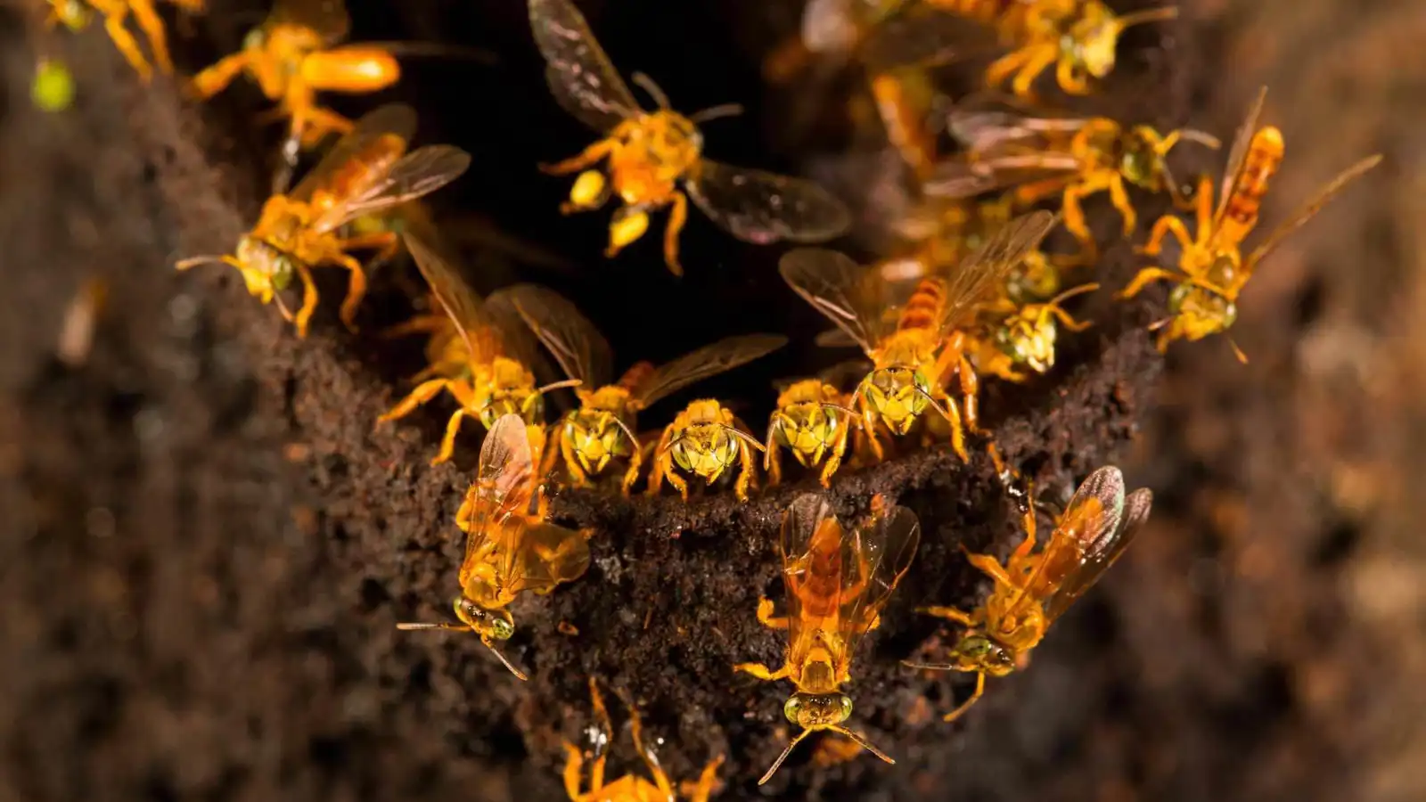 نحل "نادر" عديم اللسع في الأمازون يكتسب حقوق قانونية للبقاء