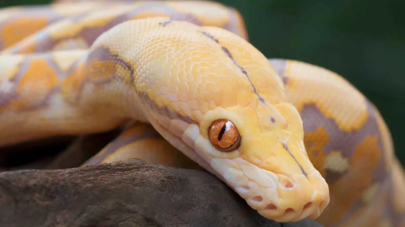 لماذا لا تملك الثعابين أرجلًا؟