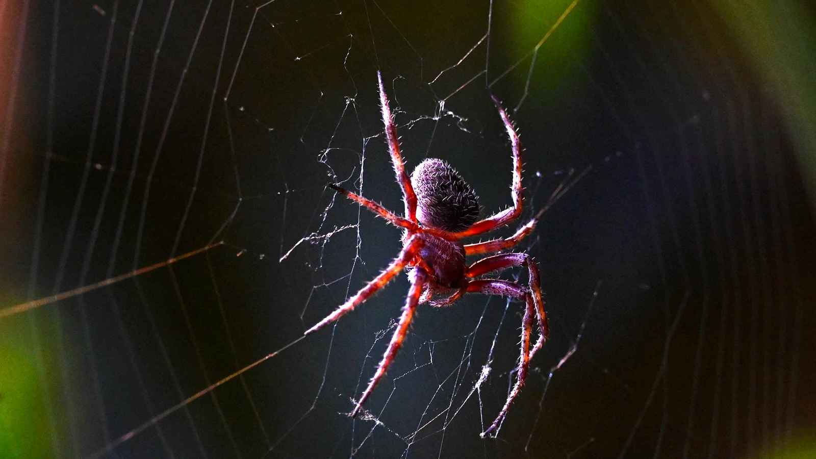 في موسم تزواجها.. هذه النباتات تبعد العناكب عن منزلك