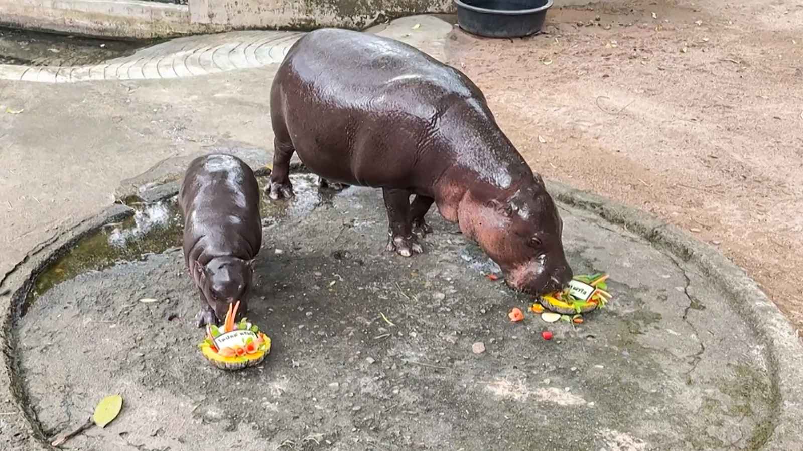 أنثى فرس نهر تايلاندية تتوقع فوز ترامب (فيديو)