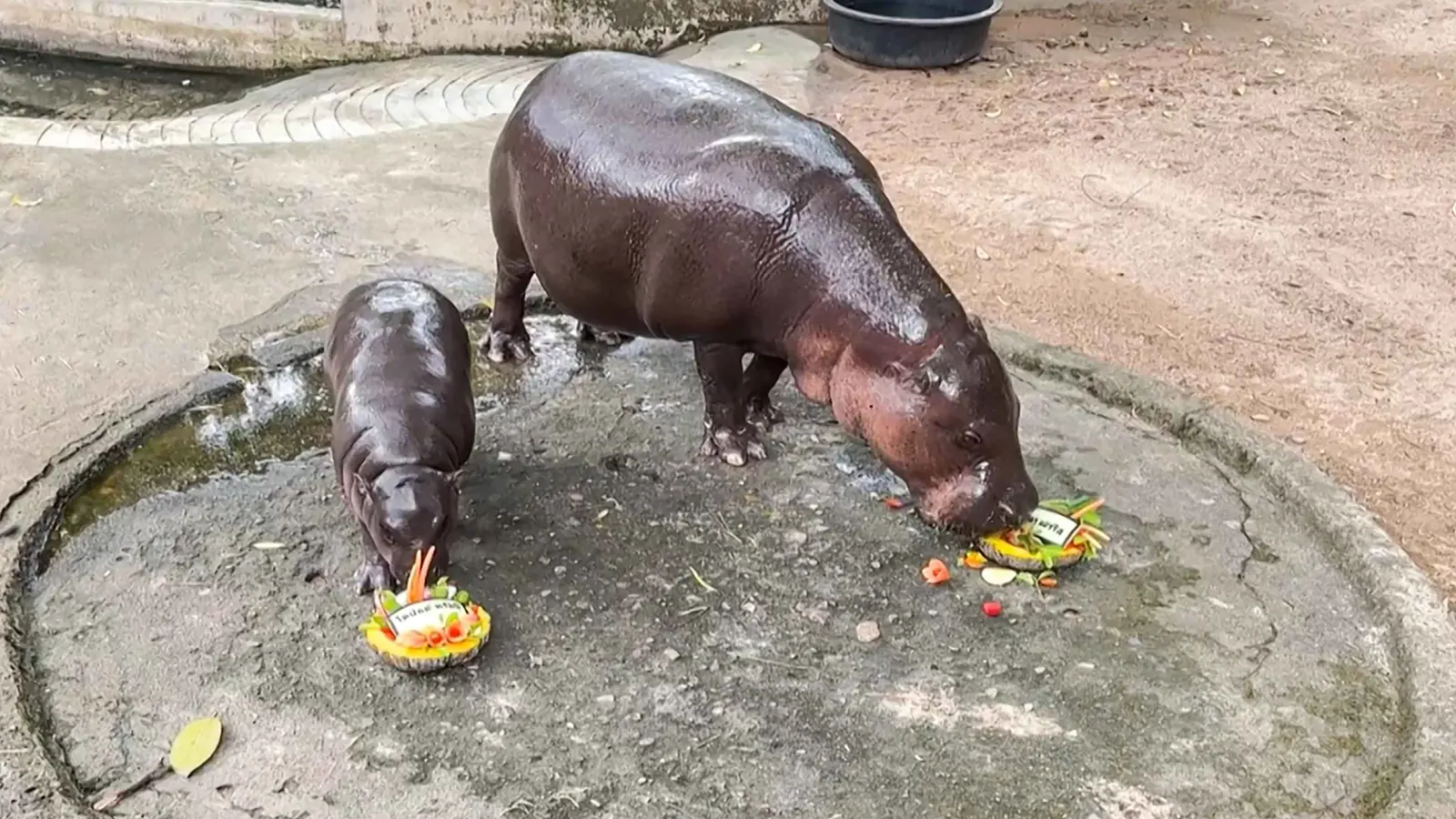 أنثى فرس نهر تايلاندية تتوقع فوز ترامب (فيديو)