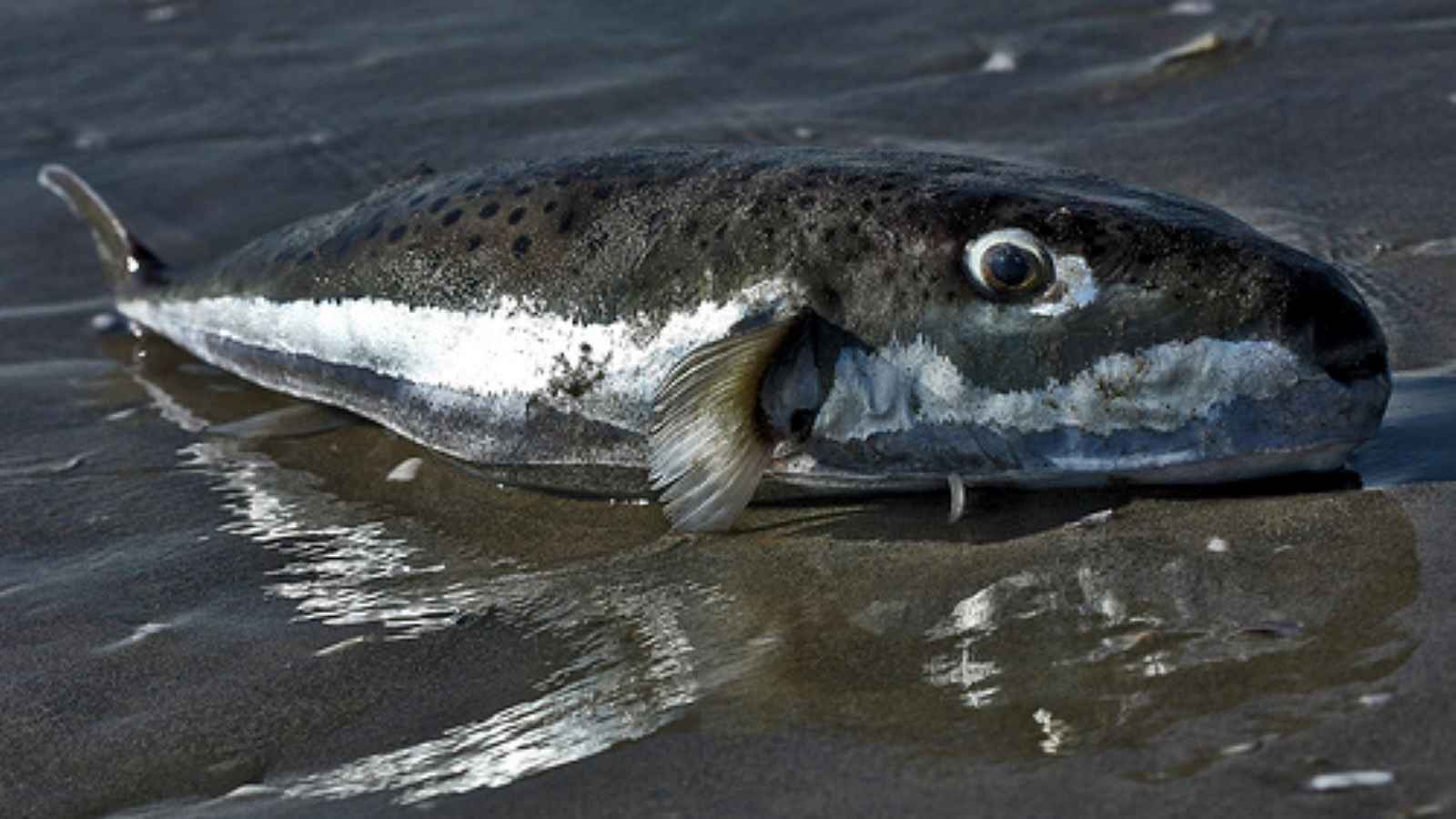 دخيلة على المياه التونسية.. سمكة "قاتلة" تثير الرعب (صور)