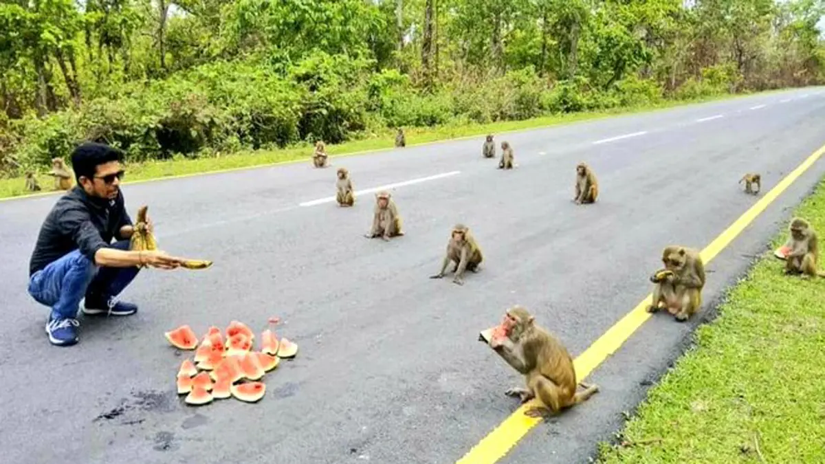 في الهند.. مجموعة قرود تذهل السكان بتطبيق إجراءات التباعد الاجتماعي ( صور)