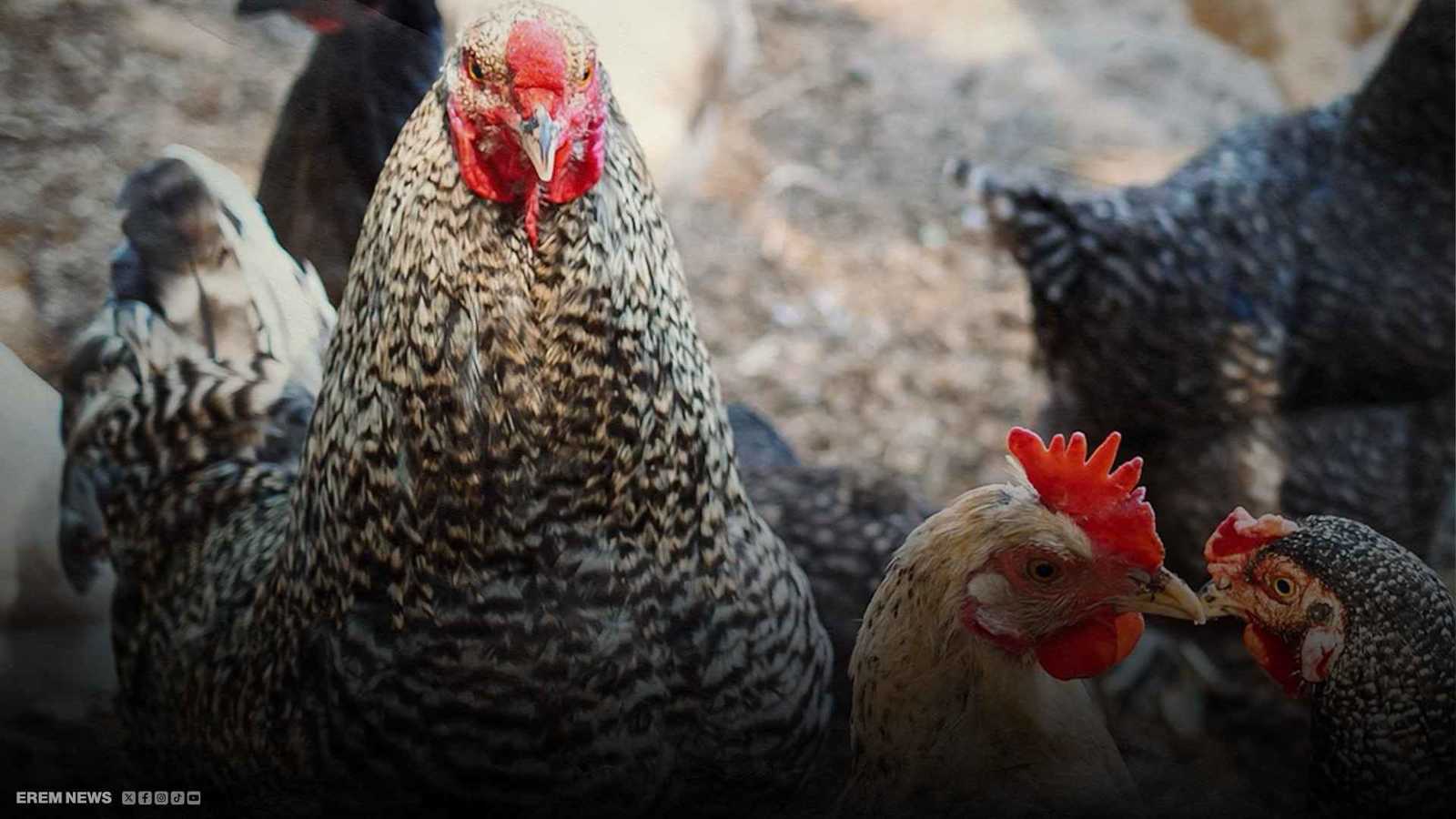 قاضٍ صيني يأمر بأكل دجاجة