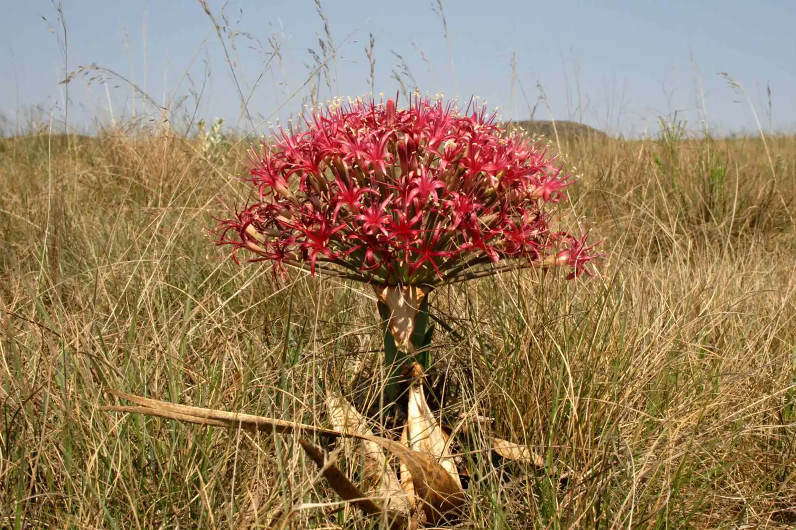 نبتة بوفون ديستيشا السامة