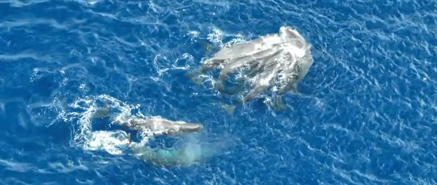 مشهد من فيديو تجمع الحيتان 