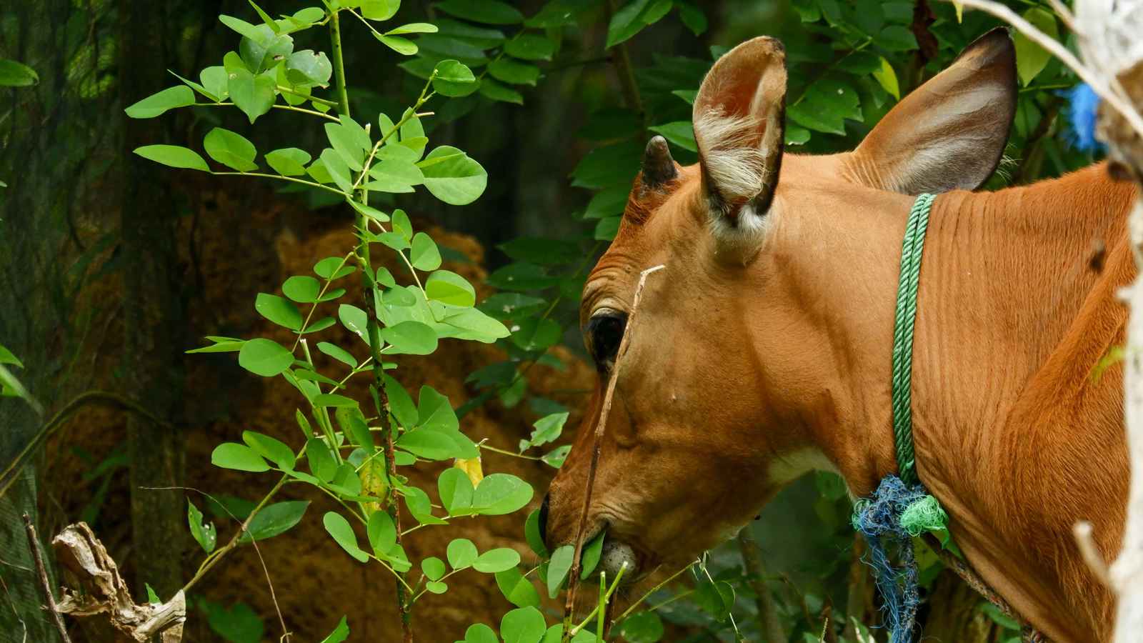 بثلاث أرجل.. مزاد على بقرة نادرة في العراق (صور)