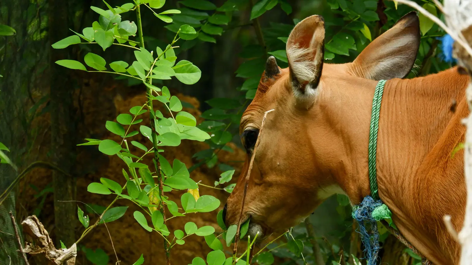 بثلاث أرجل.. مزاد على بقرة نادرة في العراق (صور)