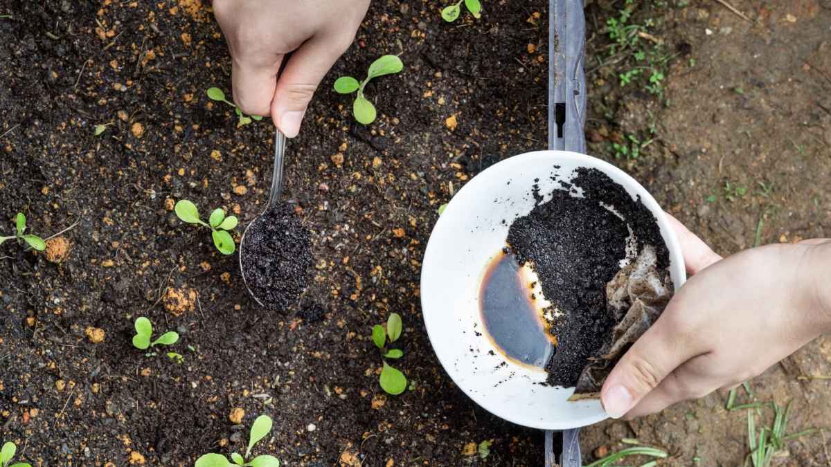 تفل القهوة للتربة.. متى يصبح ضارا؟