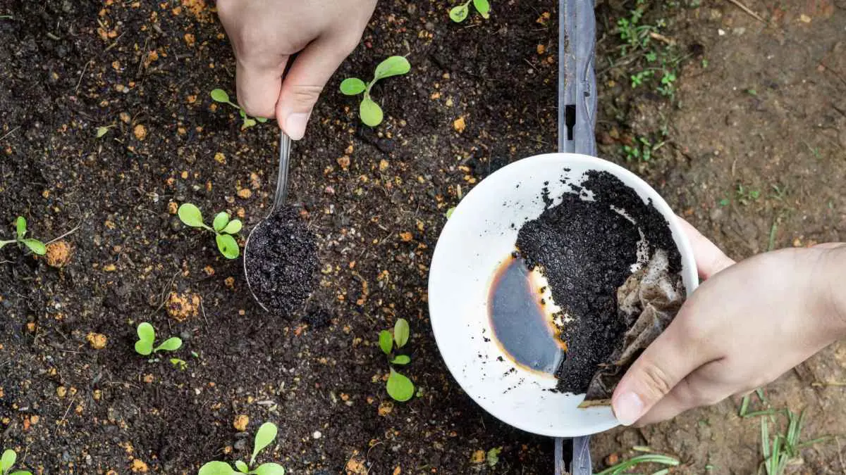 تفل القهوة للتربة.. متى يصبح ضارا؟