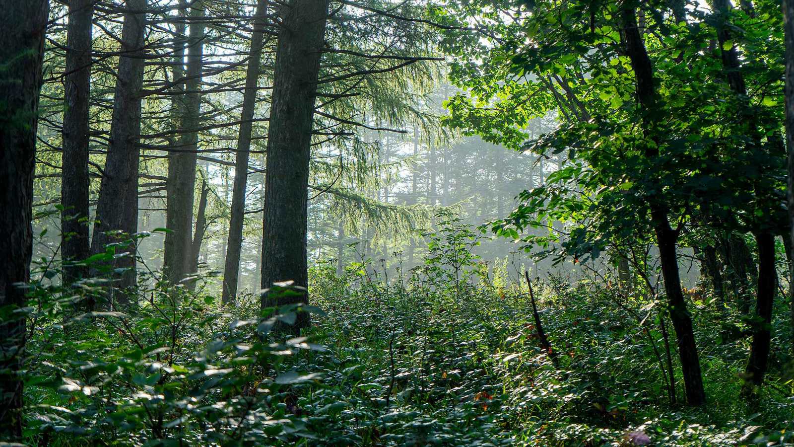نجاة تسعيني بعد 3 أيام دون طعام أو ماء في غابات روسيا (صورة)