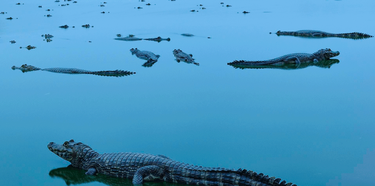 شاهد أفضل صور في مسابقة تصوير الطبيعة 2018