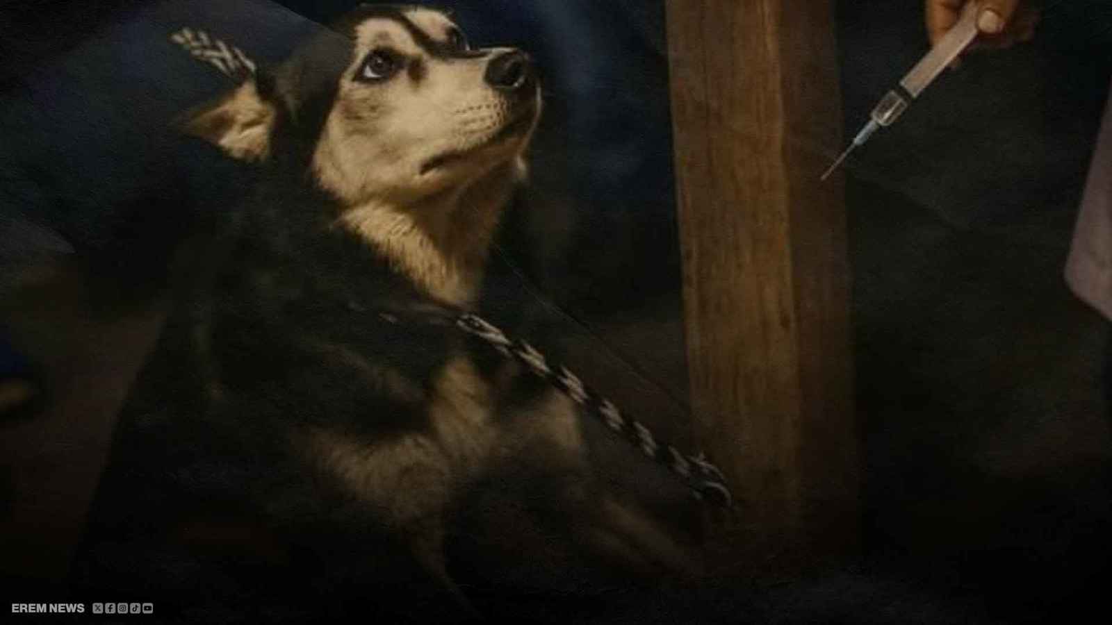 إعدام أمام الملأ.. كلب هاسكي يهز مشاعر المصريين