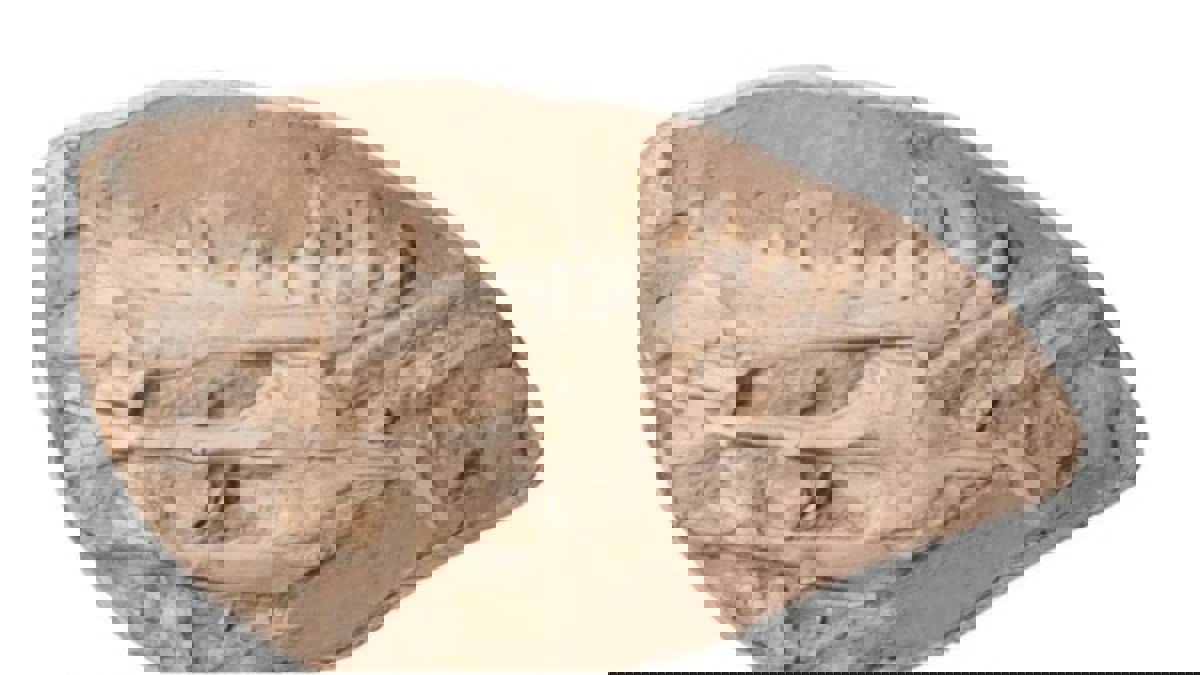 أسنانها كالخنجر.. اكتشاف حفرية سحلية غريبة بالمغرب 