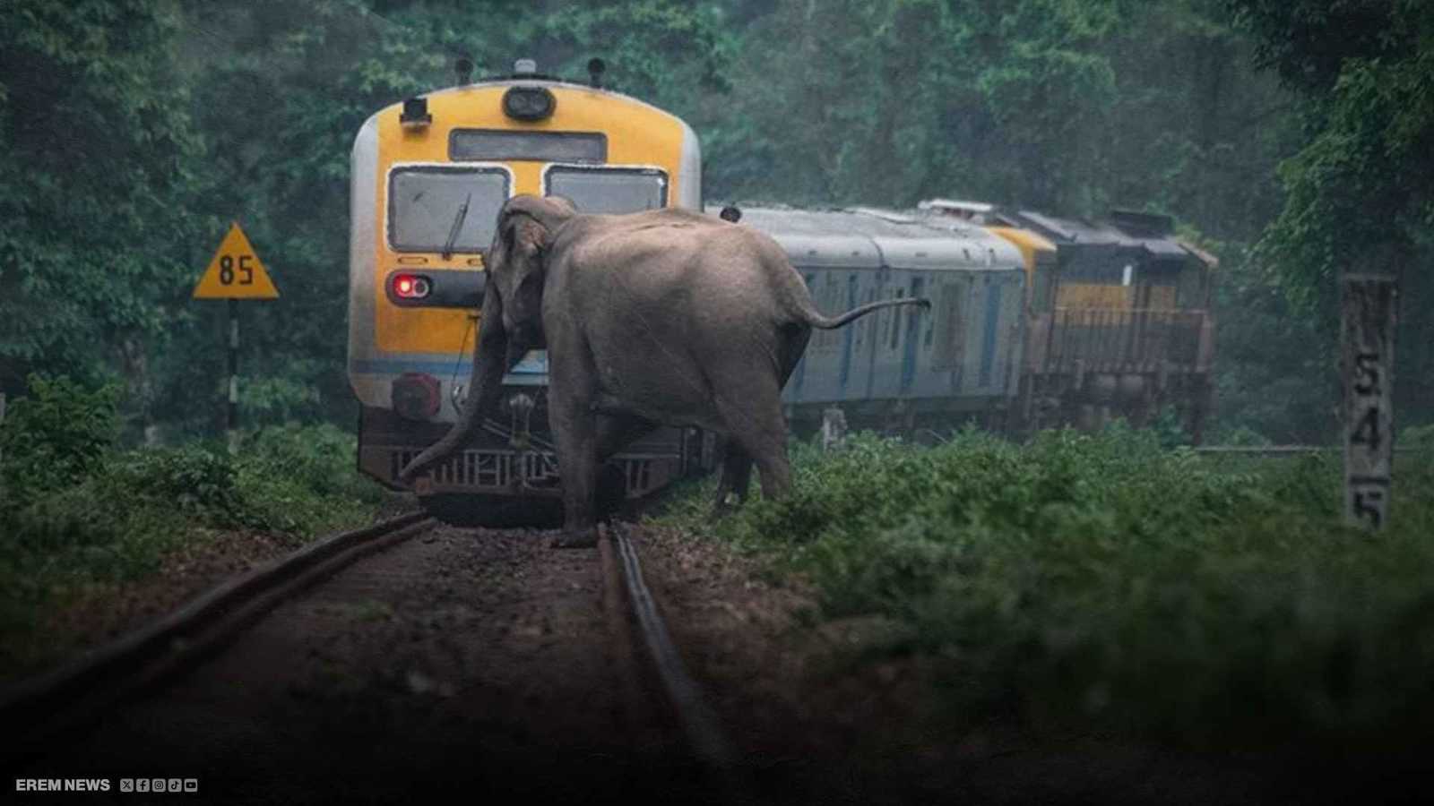 "مجزرة على السكة".. 7 فيلة ضحية قطار سريع في الهند (فيديو إرم)