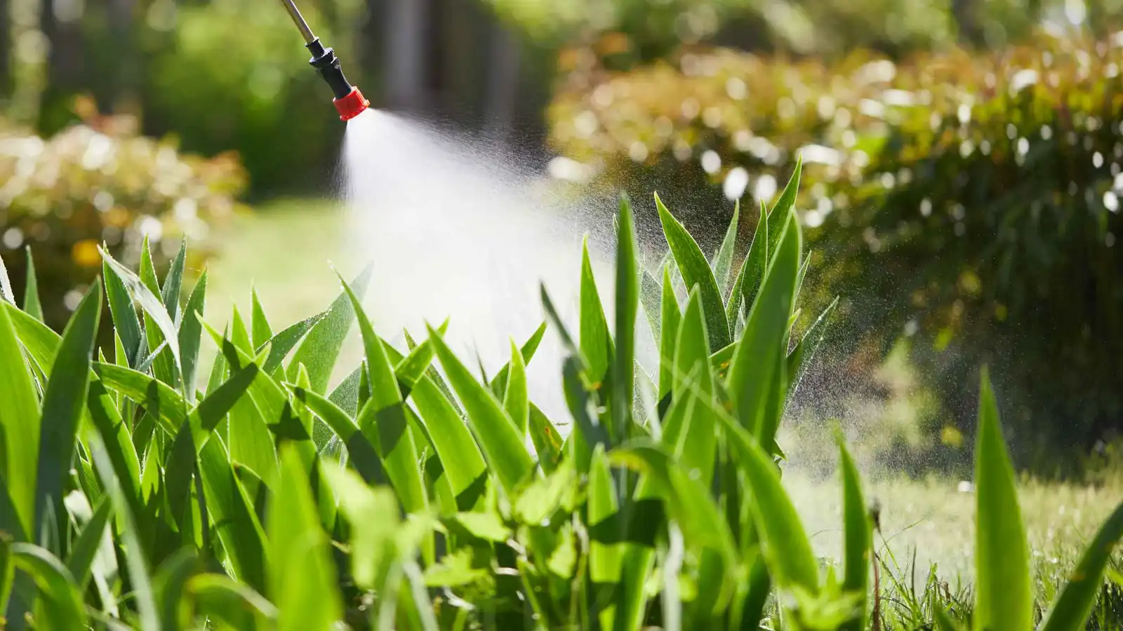 هل يخفف الميلاتونين من خطر المبيدات في الطعام؟