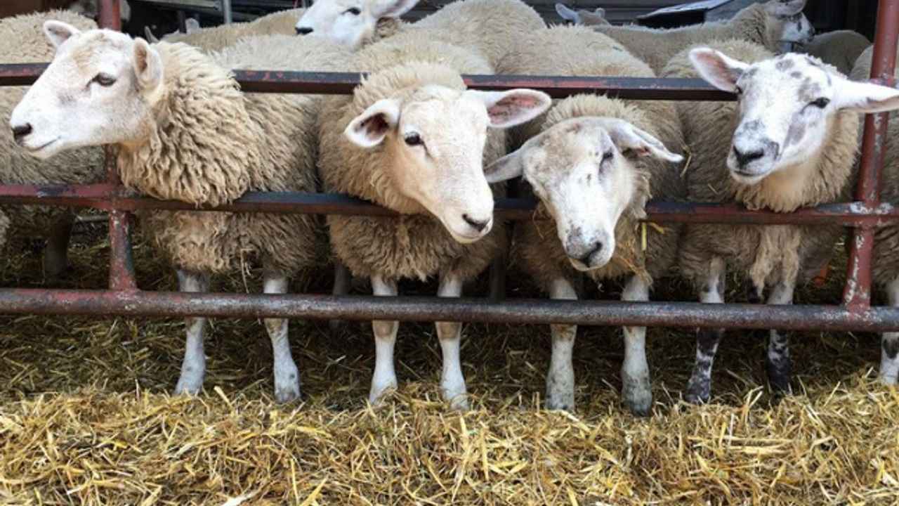 السلطات اللبنانية تحقق بنفوق أكثر من 300 رأس ماعز