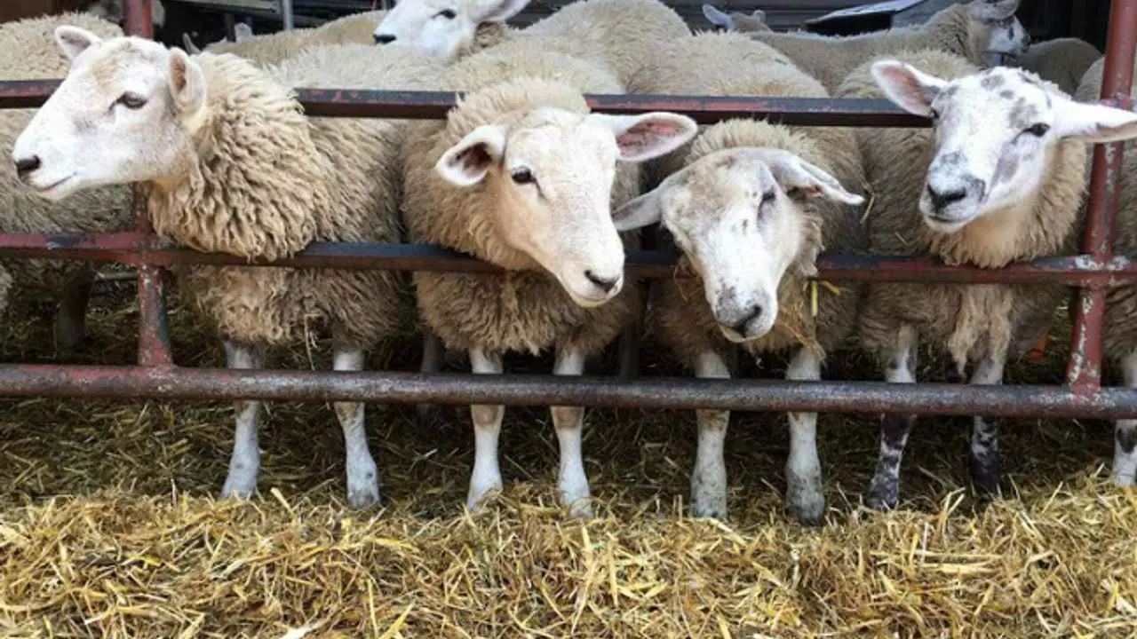 السلطات اللبنانية تحقق بنفوق أكثر من 300 رأس ماعز