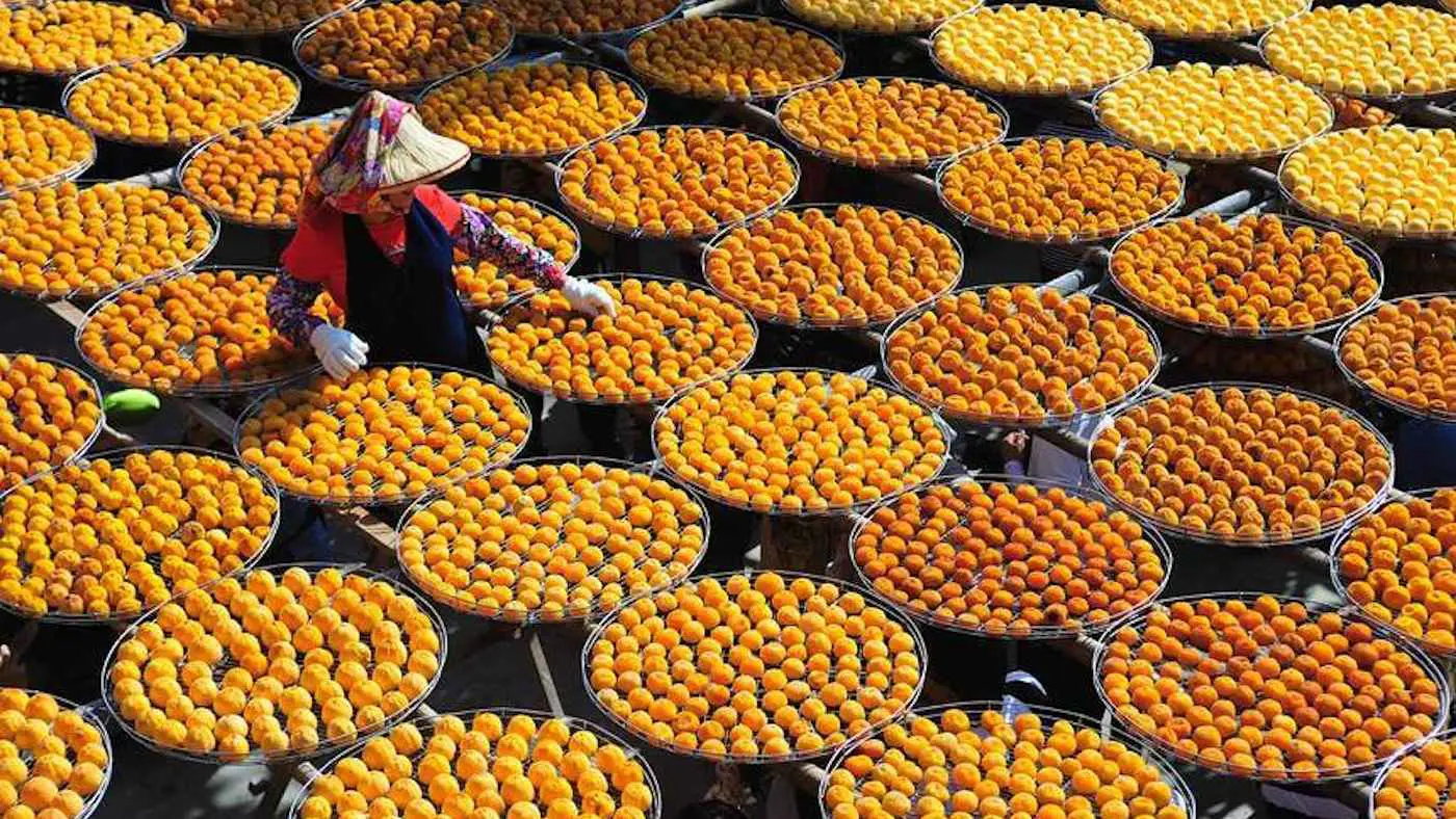 التغير المناخي يهدد محصول "الكاكي" في تايوان