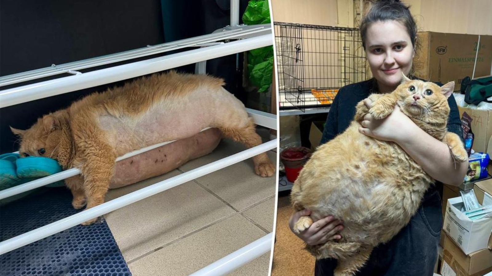 يزن 18 كيلوغراما.. وفاة "كرامبس" أسمن قط في العالم (صور)