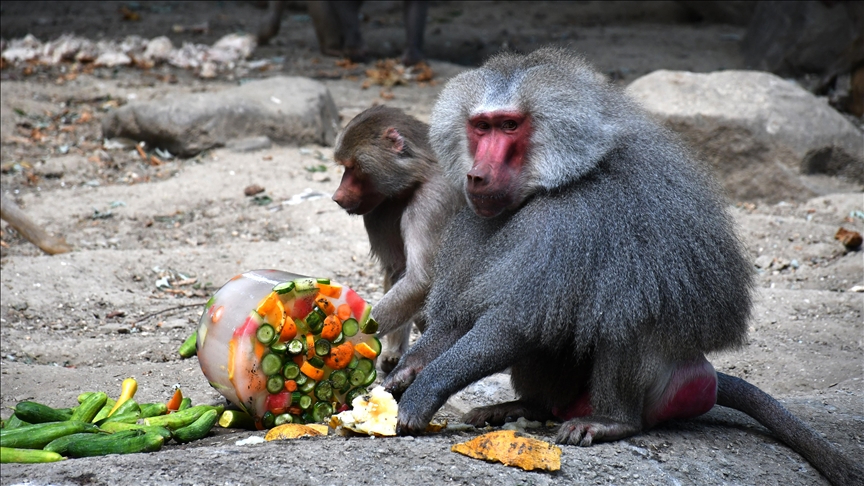  فواكه مثلجة لحيوانات حديقة بورصة التركية