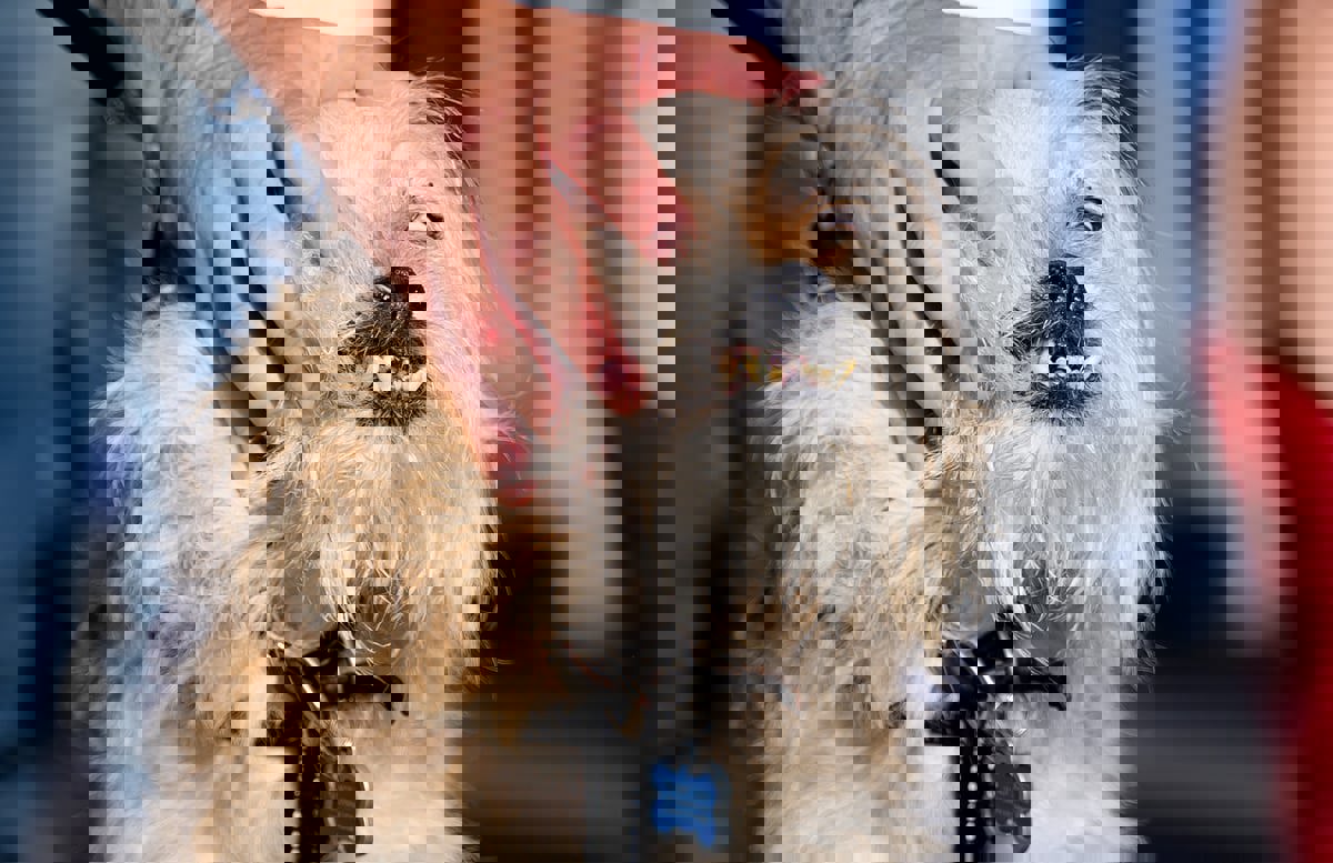 بعد خسارته 4 مرات.. الكلب "وايلد ثانغ" يفوز بجائزة الأبشع في العالم (صور)