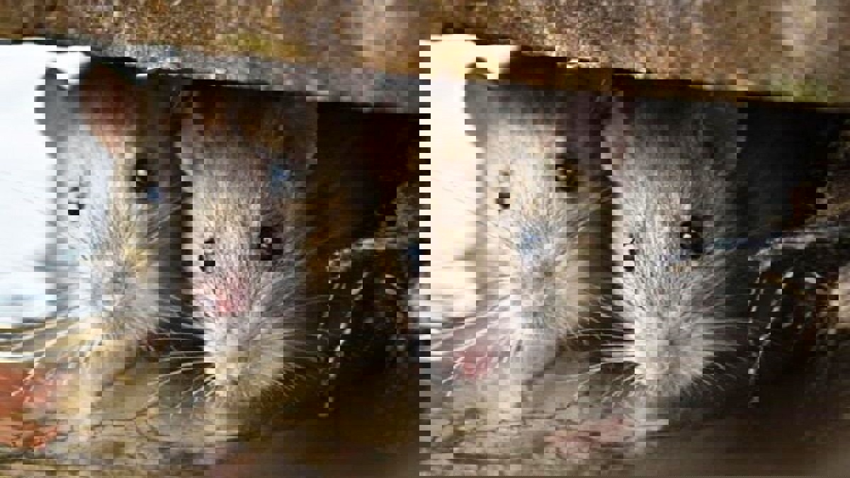 لحم الفئران يتحول إلى طبق رئيس لفقراء ملاوي في زمن الوباء (فيديو)