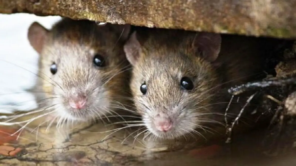 لحم الفئران يتحول إلى طبق رئيس لفقراء ملاوي في زمن الوباء (فيديو)