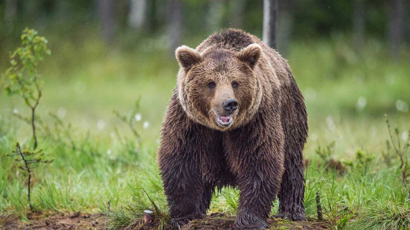 زجاجة ماء تنقذ حياة امرأة وكلبتها من هجوم دب شرس (صور)