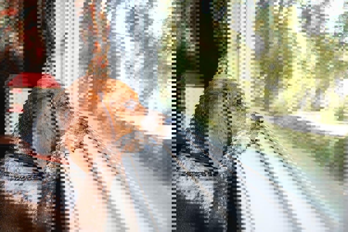 حكم تاريخي.. تغريم شركة لتربية الكلاب 35 مليون دولار