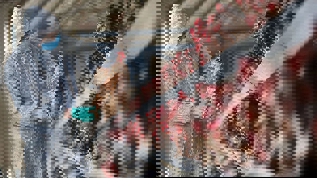 الكويت.. ظهور "إنفلونزا الطيور" في مزارع للدواجن