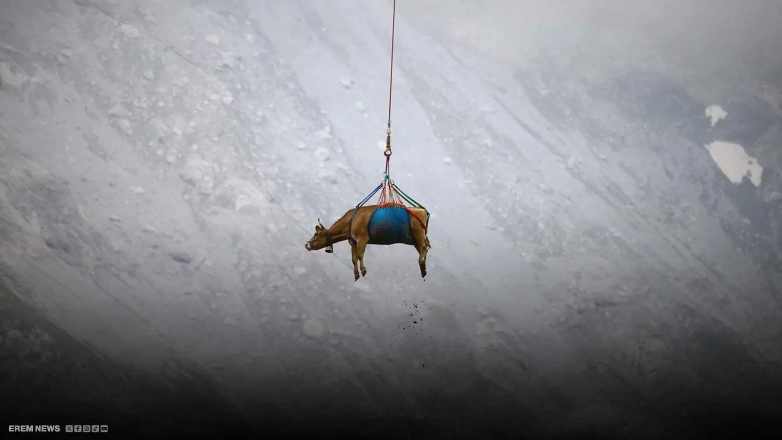 البقر الطائر بسويسرا