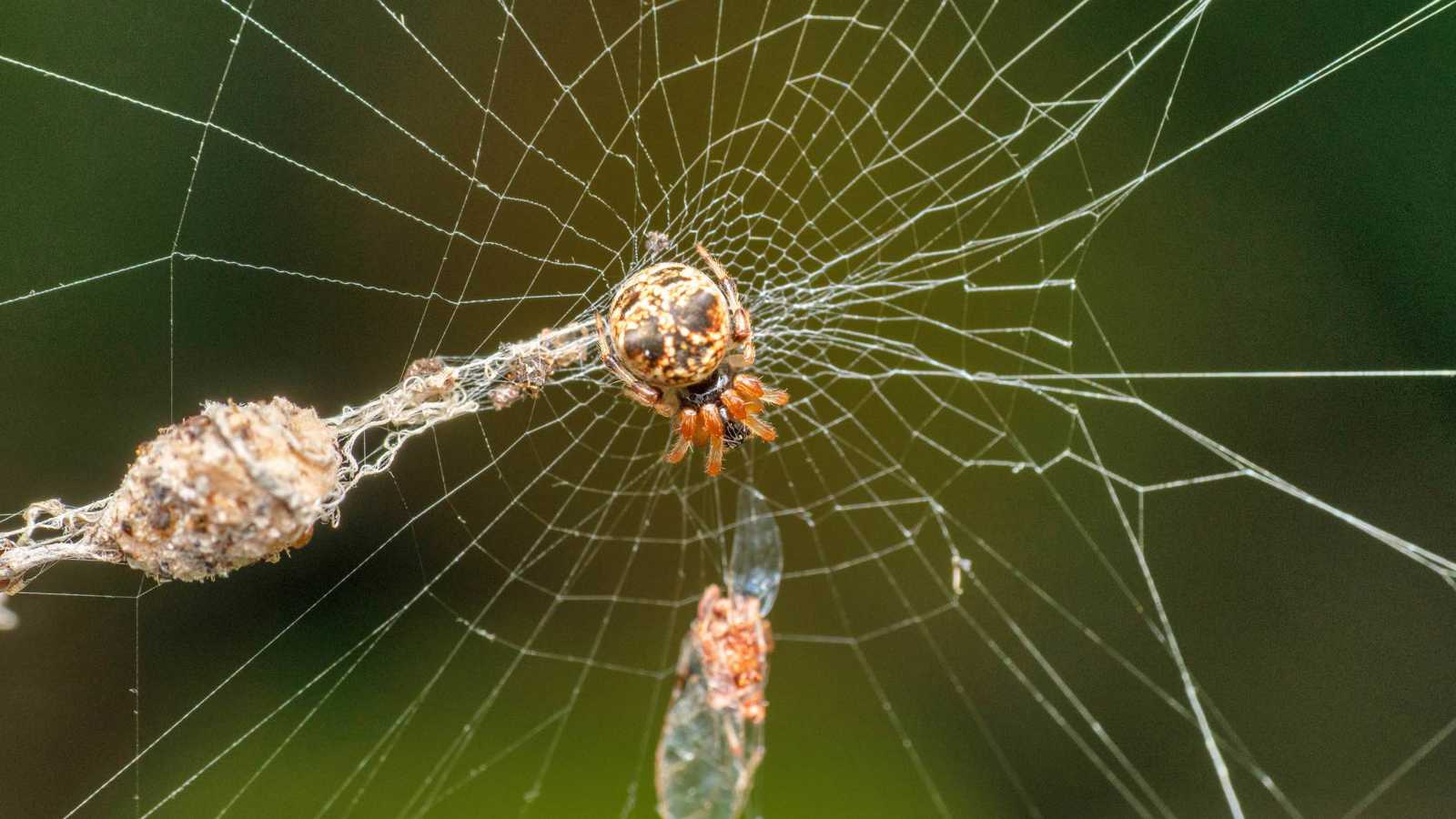 خدعة طبيعية.. عناكب تصنع نسخًا وهمية من نفسها لتفادي افتراسها (فيديو)