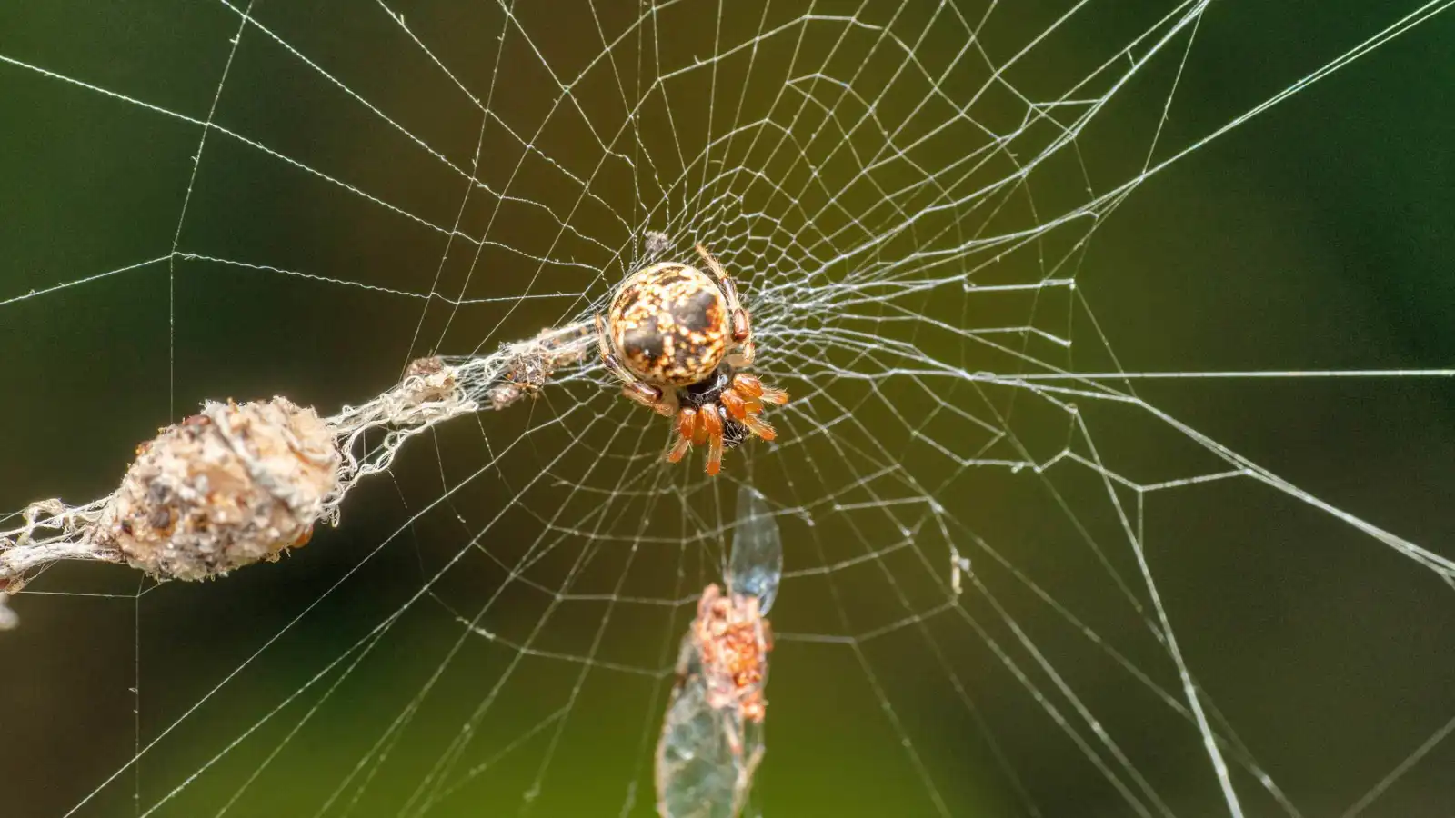 خدعة طبيعية.. عناكب تصنع نسخًا وهمية من نفسها لتفادي افتراسها (فيديو)