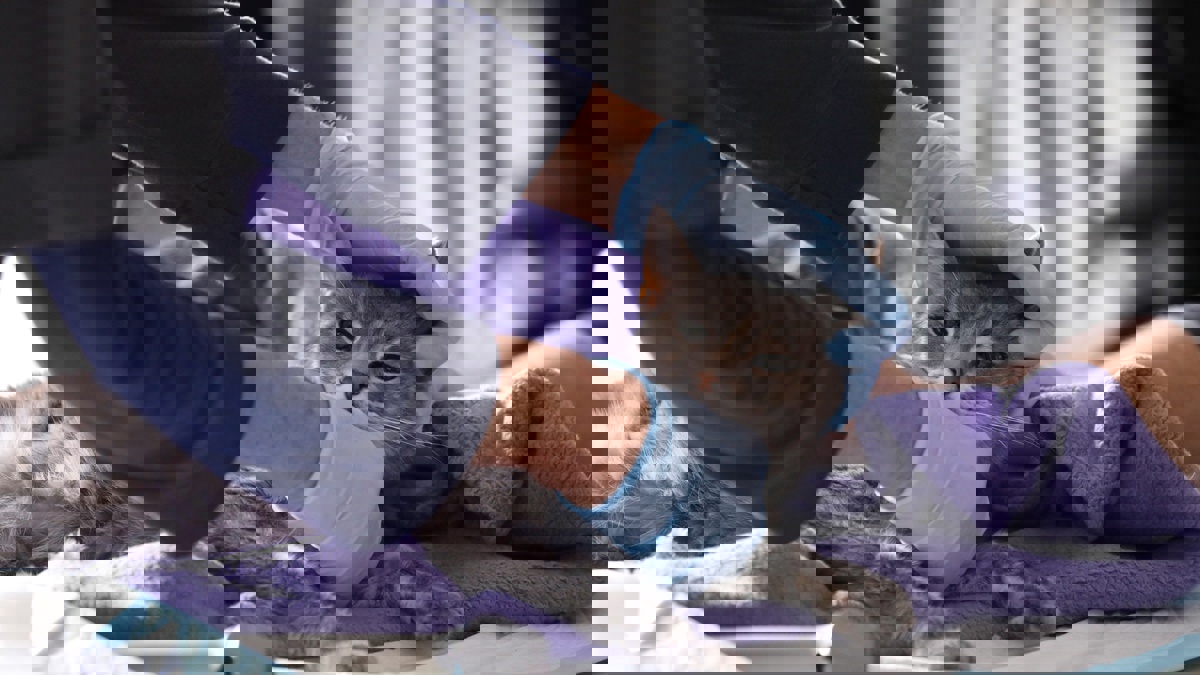 قطة "متهمة" بتهريب المخدرات تفر من السجن