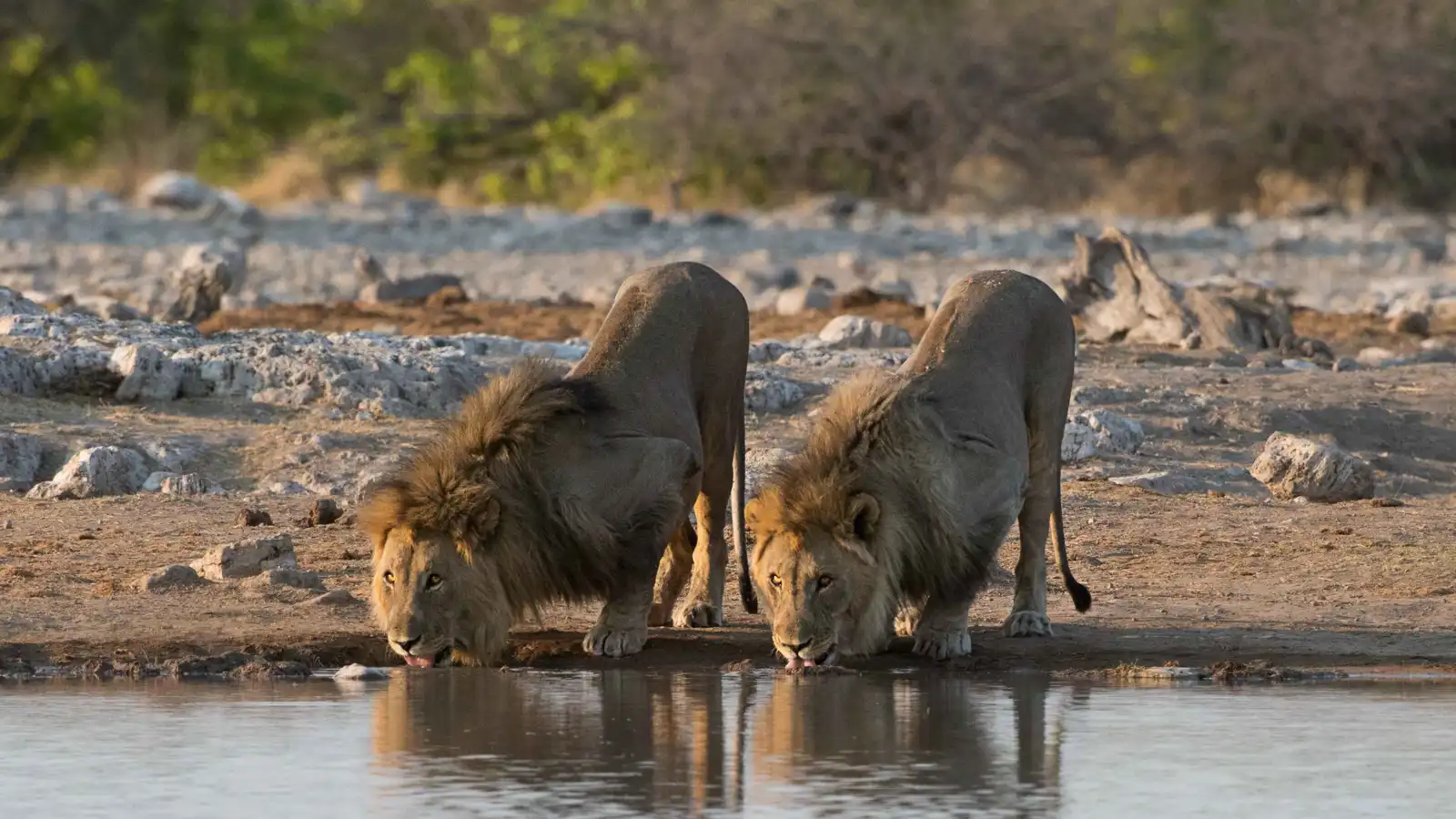 العظام إلى آسيا والجلد طقس أفريقي.. هل تنقرض الأسود؟
