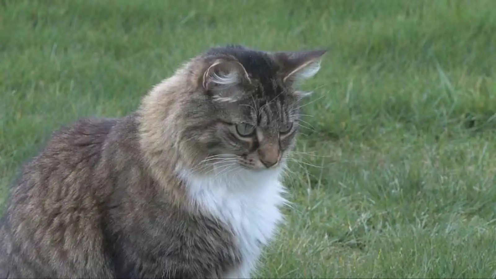 متمرد ذو أربع أرجل.. قط كندي يتحدى القوانين الدولية (فيديو إرم)