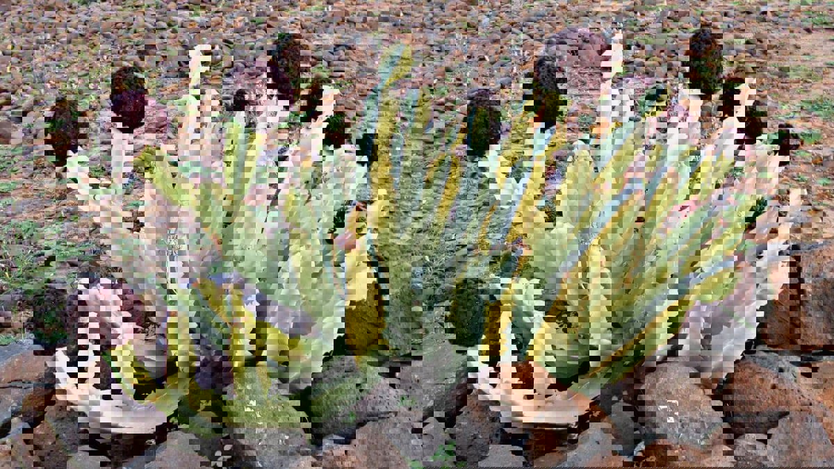 السعودية.. نجاة طفلين من نبتة سامة لم يُدركا خطورتها (فيديو)