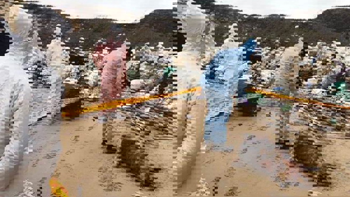 انتشار حمى الخنازير الأفريقية في منطقة "قوانغشي" الصينية