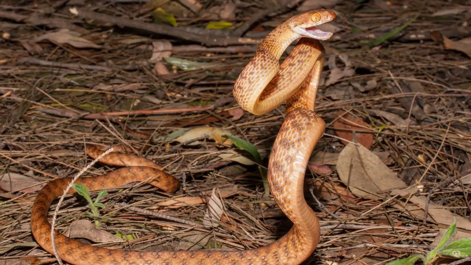 الثعابين تقف عموديًا دون أطراف.. العلماء يكشفون السر