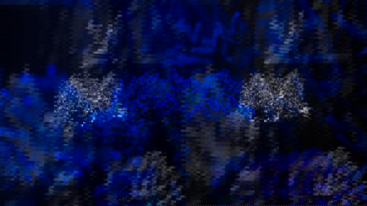 باحثون يطورون آلية لتوليد الكهرباء من "الطحالب الزرقاء"