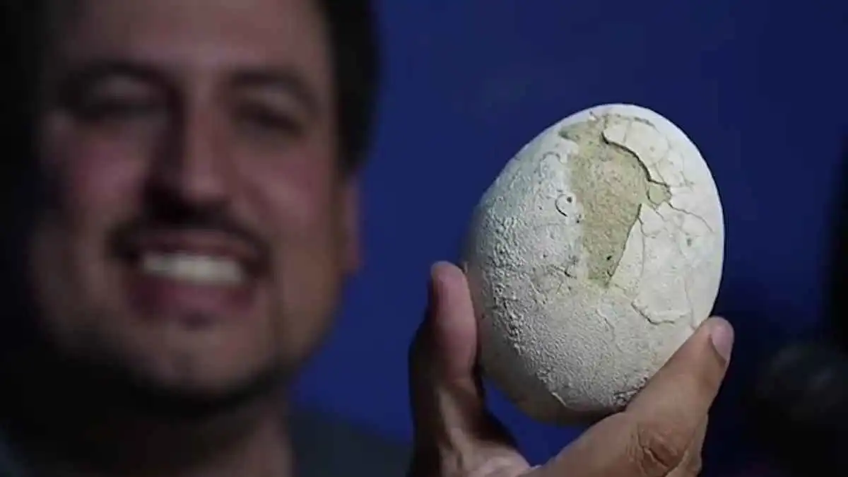 "ربما تضم جنيناً".. اكتشاف بيضة ديناصور عمرها 70 مليون عام (فيديو)