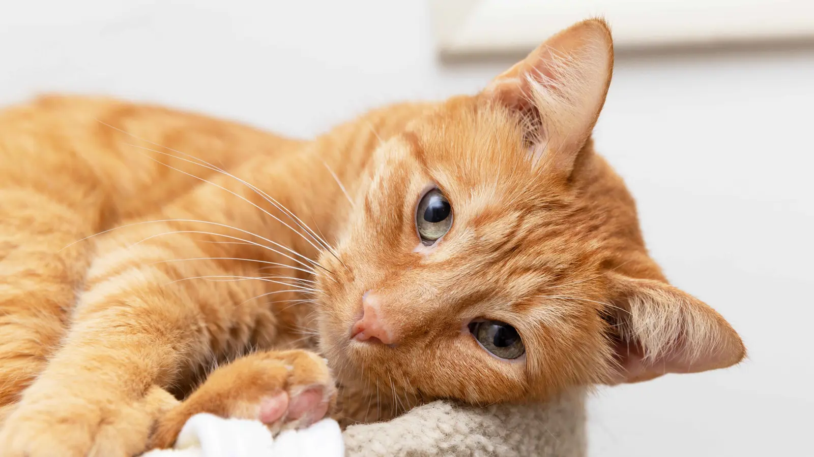 بعد 60 عاما.. كشف لغز لون القطط البرتقالي