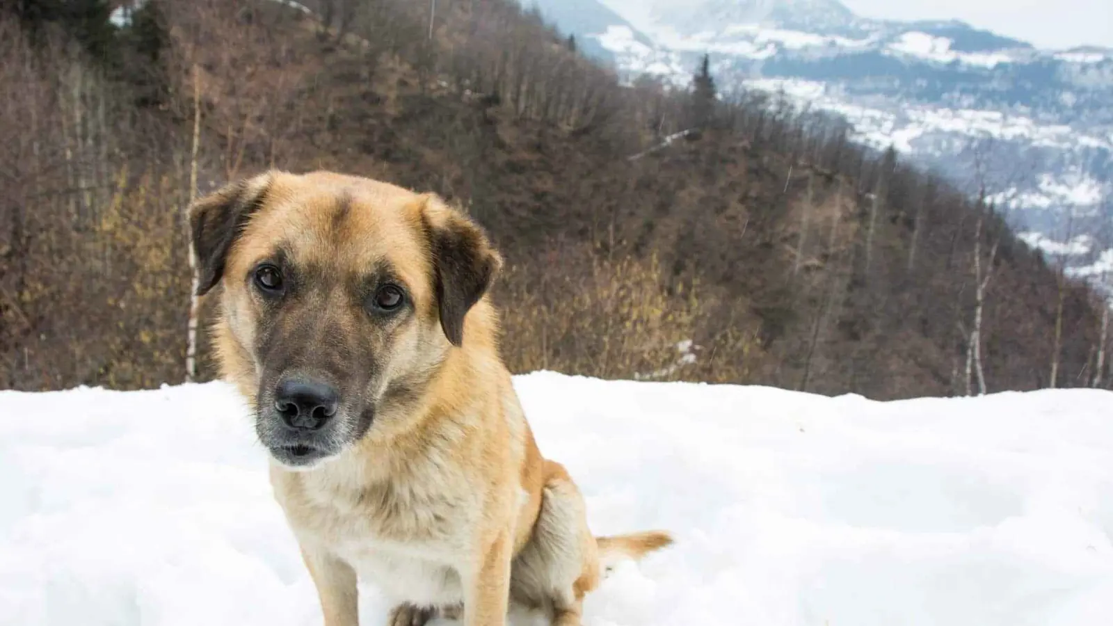 كلب ضال ينقذ سائحاً من "متاهة الموت" في جبال البيرو (فيديو)