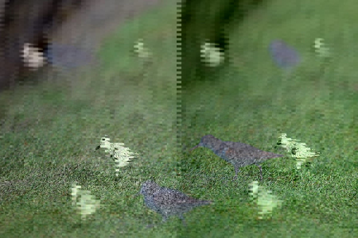 الحيوانات المفترسة بديل فعّال للمبيدات الحشرية